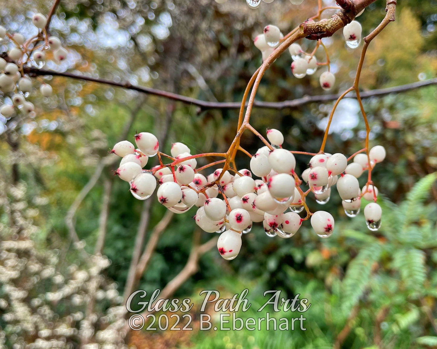 Edinburgh Royal Botanic Garden Greeting Cards