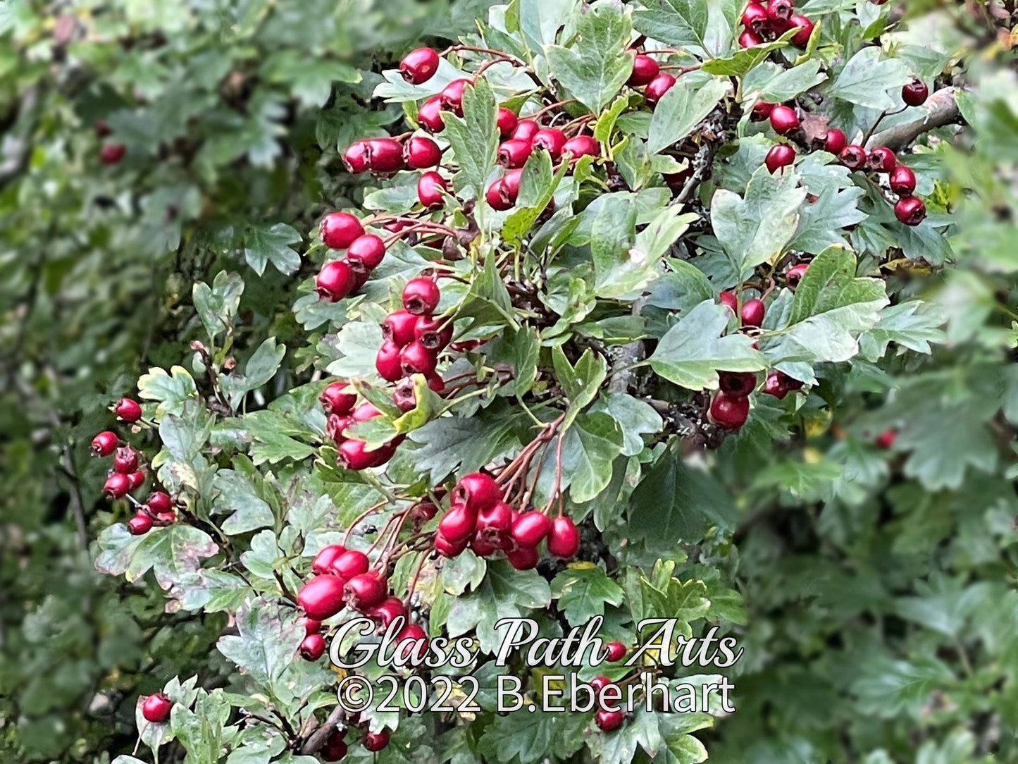 Edinburgh Royal Botanic Garden Greeting Cards