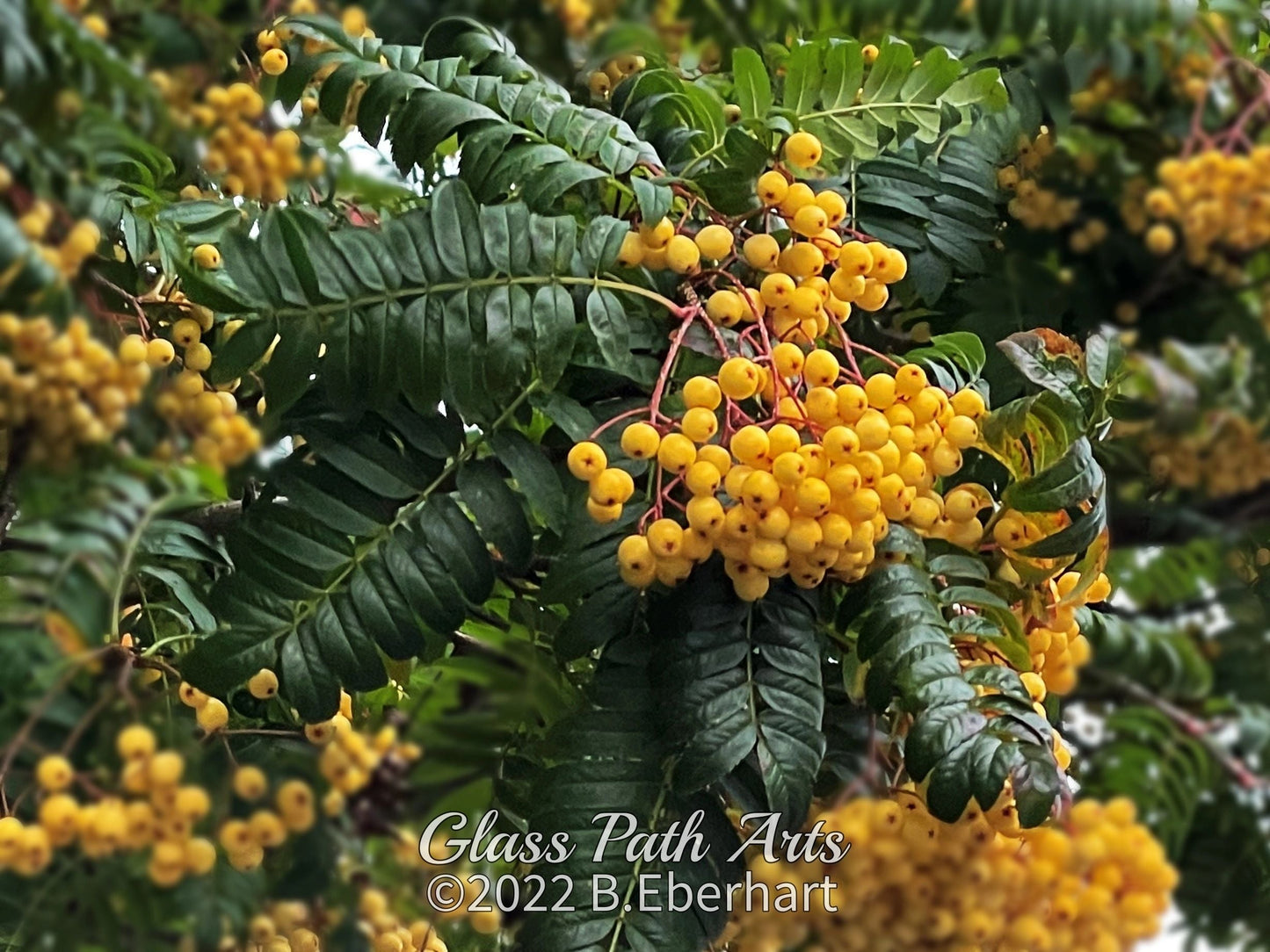 Edinburgh Royal Botanic Garden Greeting Cards