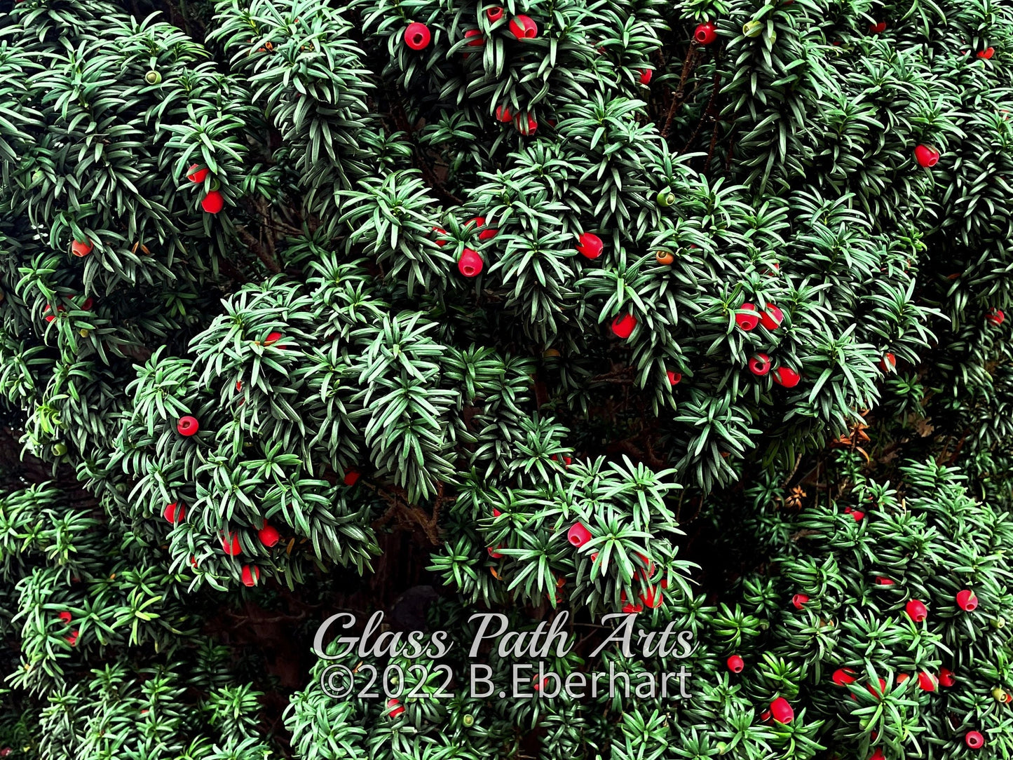 Edinburgh Royal Botanic Garden Greeting Cards