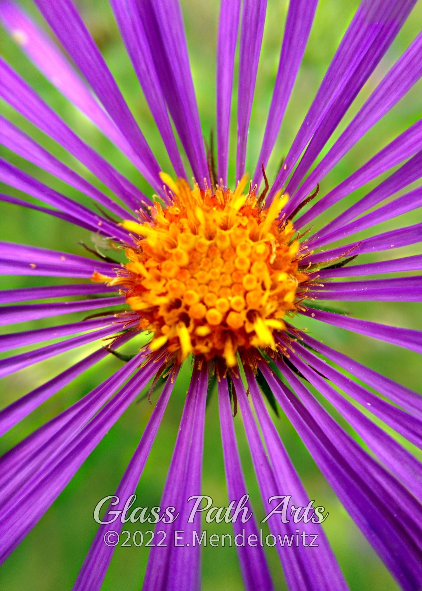 Garden Flowers Greeting Cards