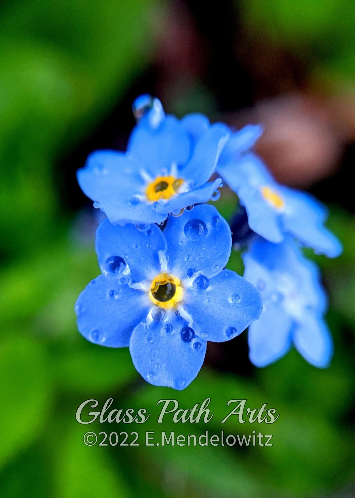 Garden Flowers Greeting Cards