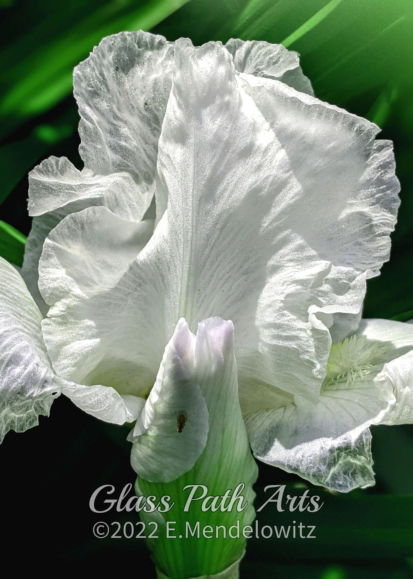 Garden Flowers Greeting Cards